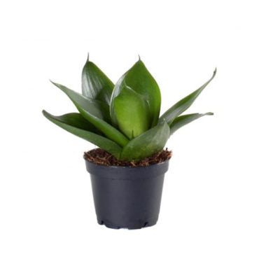 Bird S Nest Sansevieria Plant Jungle