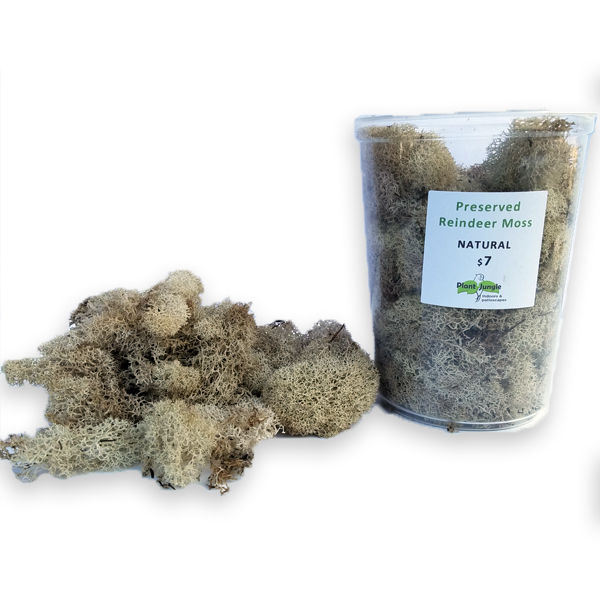 download reindeer moss for free