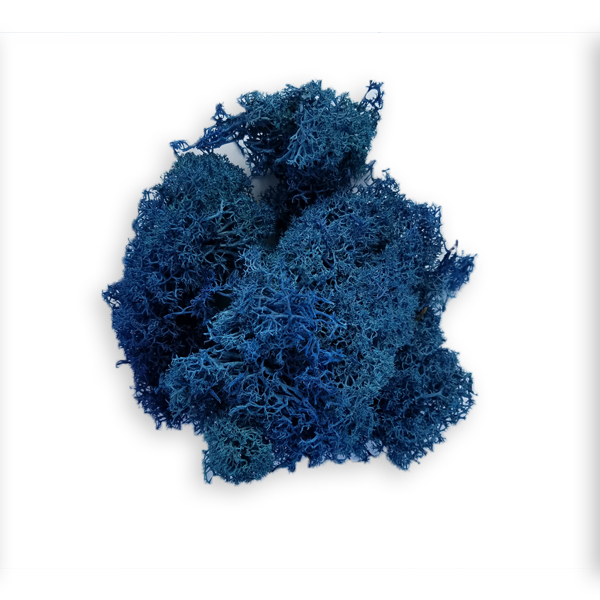 Royal Blue Reindeer Moss - Plant Jungle