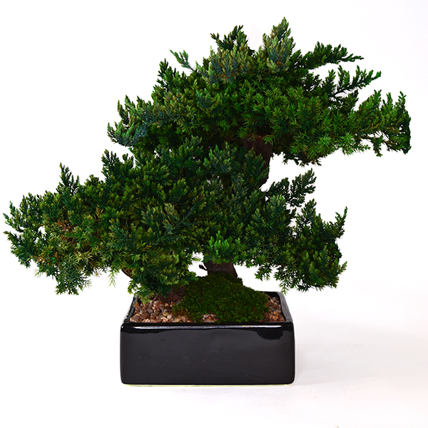 Medium Preserved Bonsai - Plant Jungle