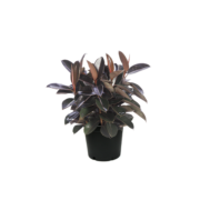 Ficus Burgandy