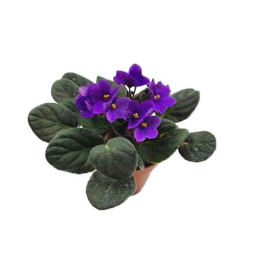 African Violet - Plant Jungle