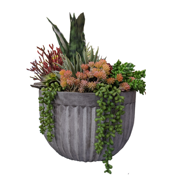 Mixed Succulent Bowl - Plant Jungle