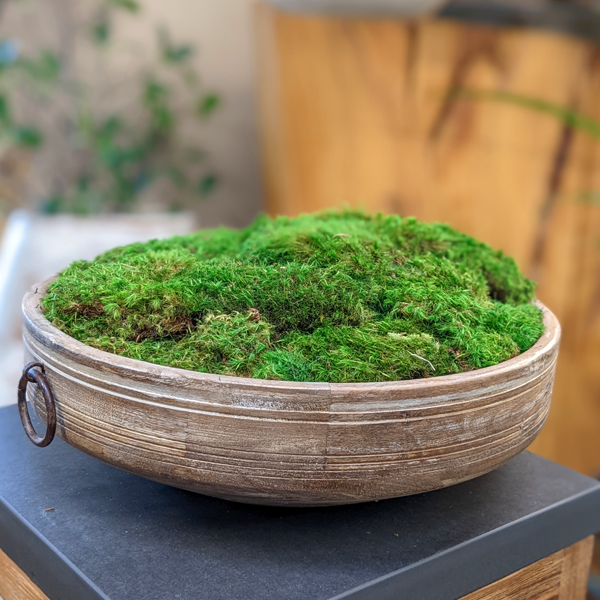 Natural Wood Low Bowl with Moss