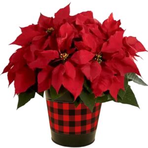 PoinsettiaInTin