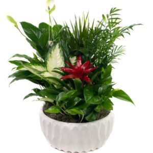 WhiteCeramicDishGardenXLargeBromeliad